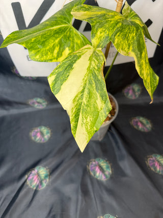 Anthurium Pterodactyl Variegated 6" Pot