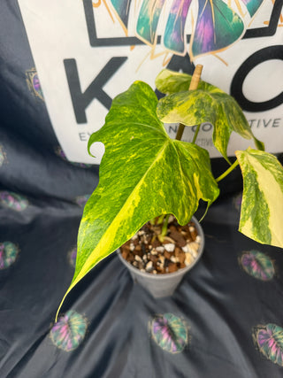 Anthurium Pterodactyl Variegated 6" Pot