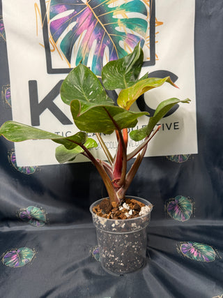 Philodendron White Knight Galaxy