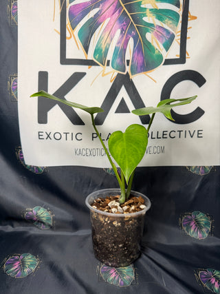 Monstera Compacta 5" Pot - #1