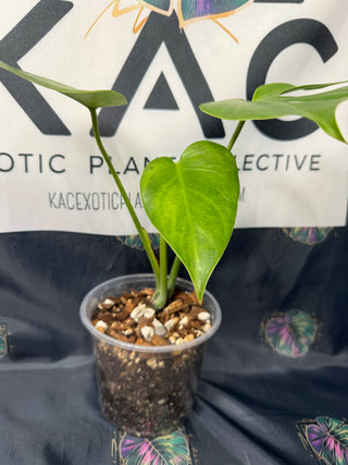 Monstera Compacta 5" Pot - #1
