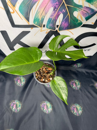 Monstera Compacta 5" Pot - #2