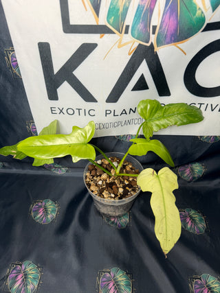 Philodendron Golden Dragon Mint