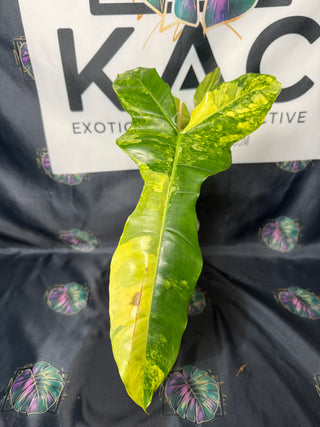 Philodendron 'Jenifer' Florida Beauty x Billie 4" Pot - 3 Leaves