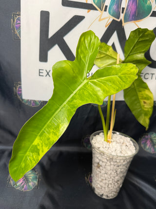 Philodendron 'Jenifer' Florida Beauty x Billie 4" Pot - 3 Leaves