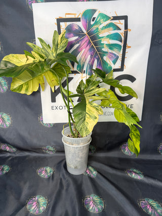 Philodendron Florida Beauty x Mayoi - 5 Leaves