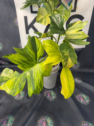 Philodendron Florida Beauty x Mayoi - 5 Leaves