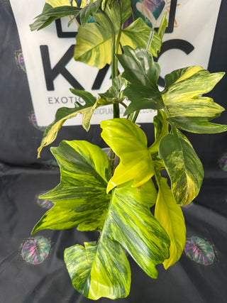 Philodendron Florida Beauty x Mayoi - 5 Leaves