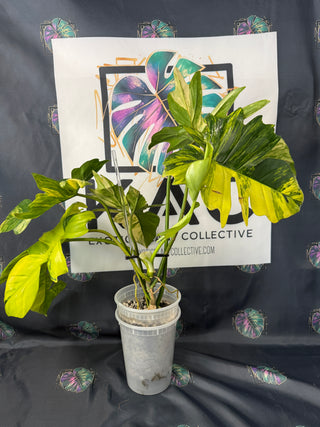 Philodendron Florida Beauty x Mayoi - 5 Leaves
