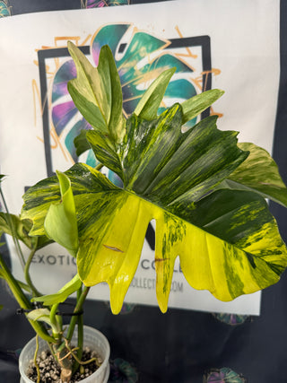 Philodendron Florida Beauty x Mayoi - 5 Leaves