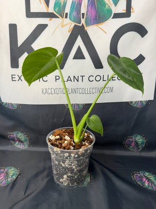 Monstera Delisciosa Mutation 6" Pot - 2 Leaves