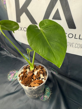 Monstera Delisciosa Mutation 6" Pot - 2 Leaves