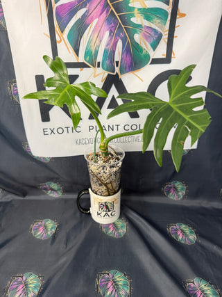 Philodendron Variegated Radiatum 4" Pot - 3Leaves