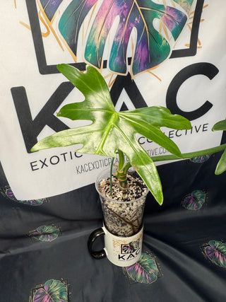 Philodendron Variegated Radiatum 4" Pot - 3Leaves