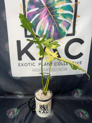 Philodendron Florida Beauty x Mayoi Fishbone 4" Pot - 3 Leaves