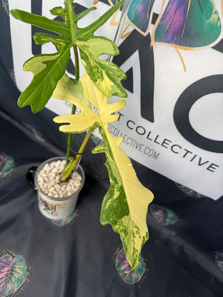 Philodendron Florida Beauty x Mayoi Fishbone 4" Pot - 3 Leaves