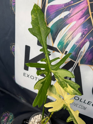 Philodendron Florida Beauty x Mayoi Fishbone 4" Pot - 3 Leaves
