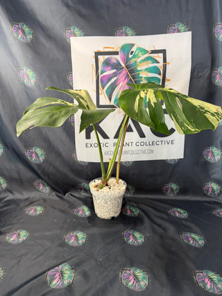 Monstera Mint 5.5" Pot - 2 Large Leaves