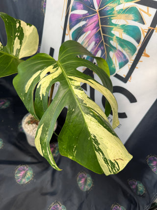 Monstera Mint 5.5" Pot - 2 Large Leaves