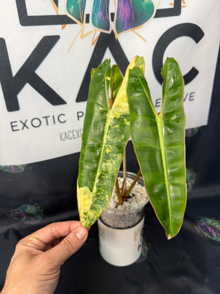 Philodendron Variegated Billitea 5.5" Pot, 4 Leaves