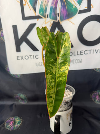 Philodendron Variegated Billitea 5.5" Pot, 4 Leaves