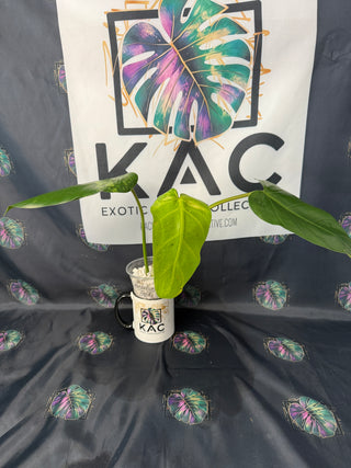Philodendron Whipple Way 4" Pot - GoG