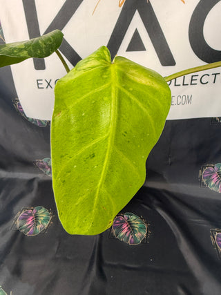 Philodendron Whipple Way 4" Pot - GoG