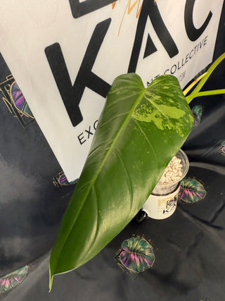 Philodendron Whipple Way 4" Pot - GoG
