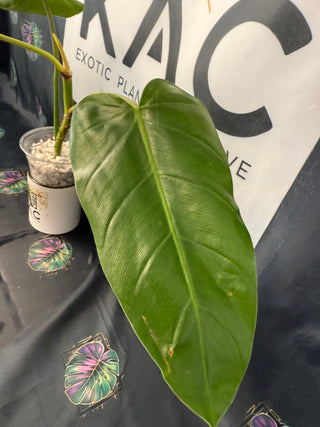 Philodendron Whipple Way 4" Pot - GoG