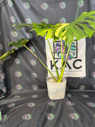 Monstera Yellow Marylin 8" Pot