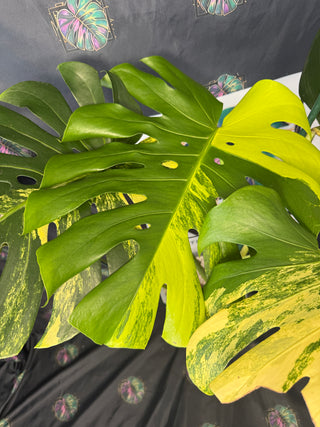 Monstera Yellow Marylin 8" Pot