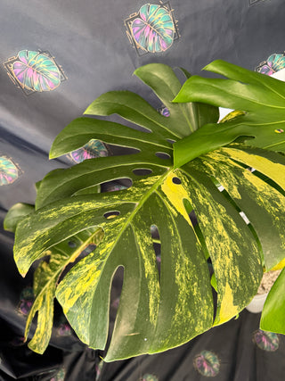 Monstera Yellow Marylin 8" Pot