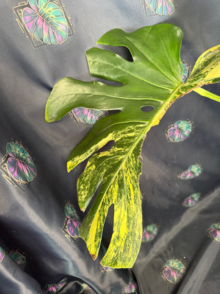 Monstera Yellow Marylin 8" Pot