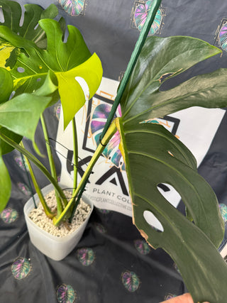 Monstera Yellow Marylin 8" Pot