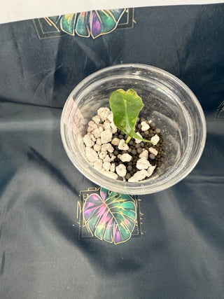 Alocasia Venom 3" Pot