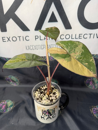 Alocasia Yucatan Princess Aurea 3" Pot