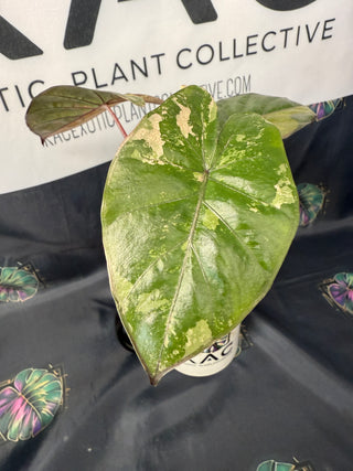 Alocasia Yucatan Princess Aurea 3" Pot