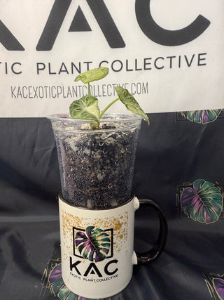 Alocasia Ninja Tri-Color 3" Pot