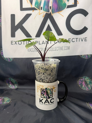 Alocasia Black Stem Variegated - 4 leaf