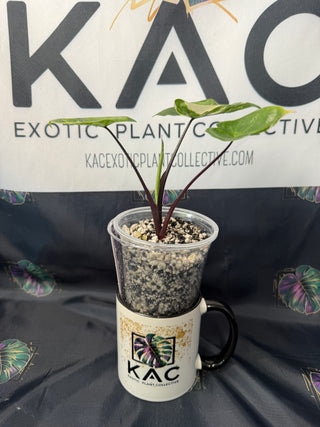 Alocasia Black Stem Variegated - 3-4 Leaves