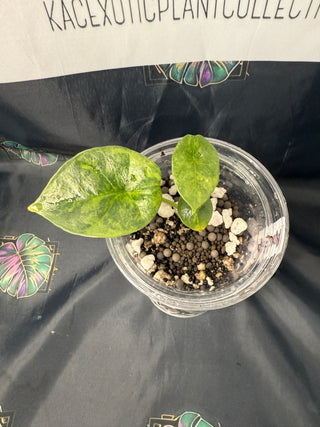 Alocasia Quilted Dreams/Sinuata Variegated 3" Pot - 3 Leaves