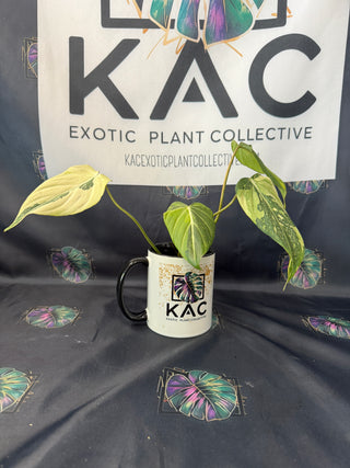 Philodendron Gloriosum Variegated  3" Pot - 4 Leaves