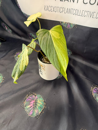Philodendron Gloriosum Variegated  3" Pot - 4 Leaves