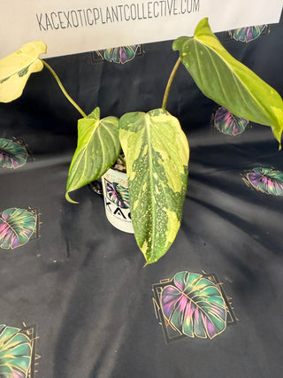 Philodendron Gloriosum Variegated  3" Pot - 4 Leaves