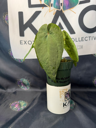 Anthurium Ace of Spades x NSE Dresslerii 4" Pot