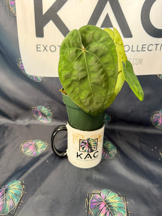 Anthurium Ace of Spades x NSE Dresslerii 4" Pot