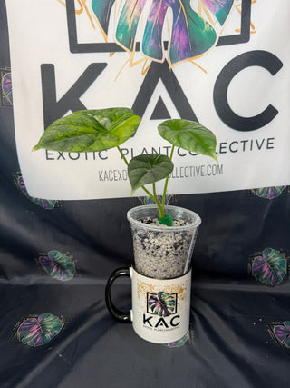 Alocasia Quilted Dreams/Sinuata Variegated 3" Pot - 3 Leaves