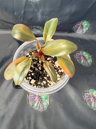 Philodendron Black Cardinal Variegated 4" Pot