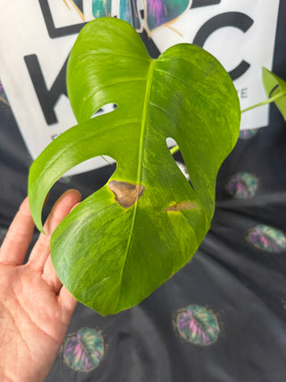 Monstera 'GoG' (Green on Green) 4" Pot - 2-3 Leaves