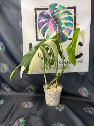 Monstera Albo (Sectoral) 5" Pot - 4 Leaves